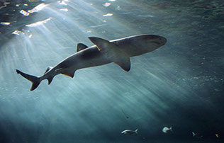 Bungee cord, stretch cord shock cord elastic tie down tools outdoors camping accessories survival recreation product photograph photography